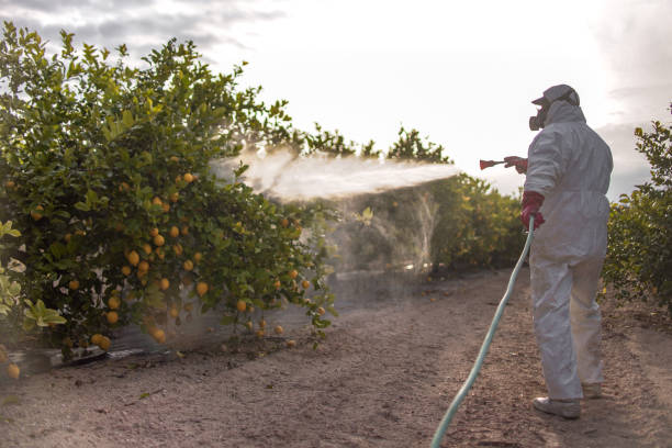Best Wasp Removal Services  in Eatons Neck, NY