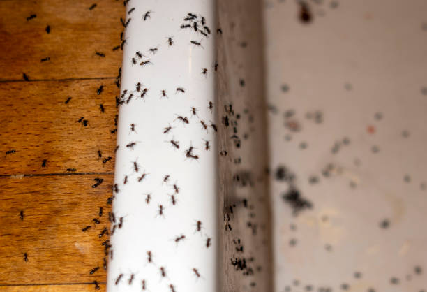 Best Ant Control Services  in Eatons Neck, NY